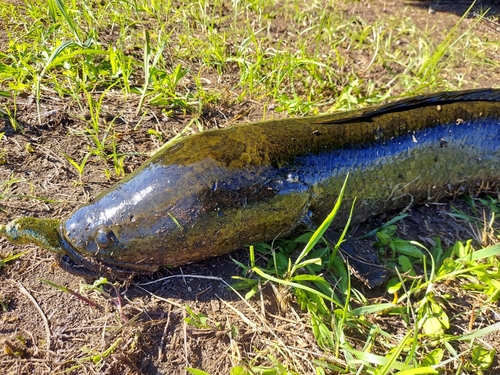 ライギョの釣果