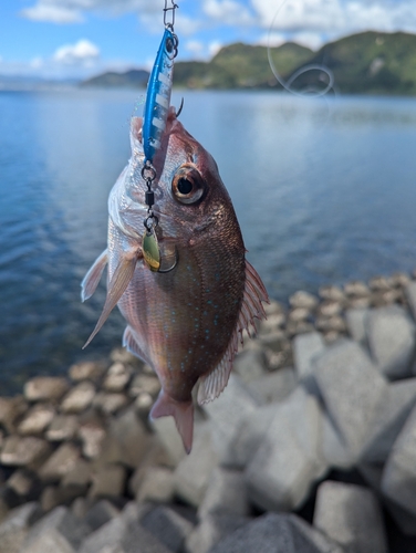 タイの釣果