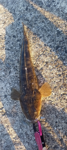 マゴチの釣果