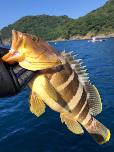 アオハタの釣果