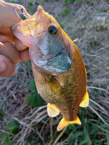 ラージマウスバスの釣果