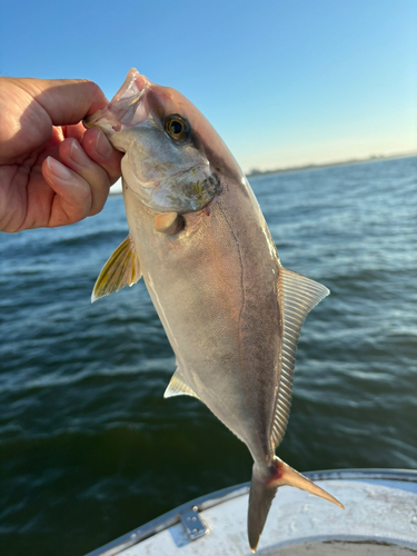 イナダの釣果