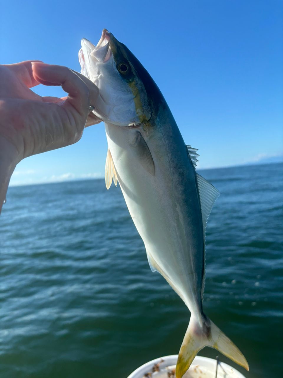 アキ130さんの釣果 2枚目の画像