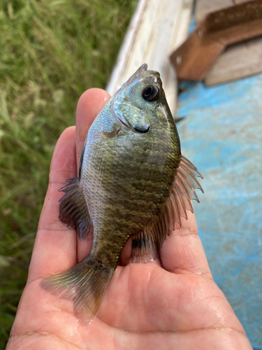 ブルーギルの釣果