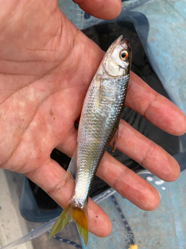 オイカワの釣果