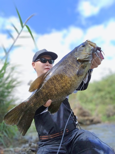 スモールマウスバスの釣果