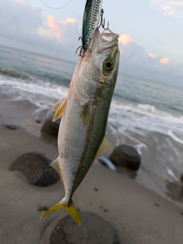 釣果