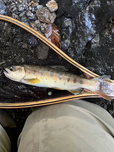 ヤマメの釣果