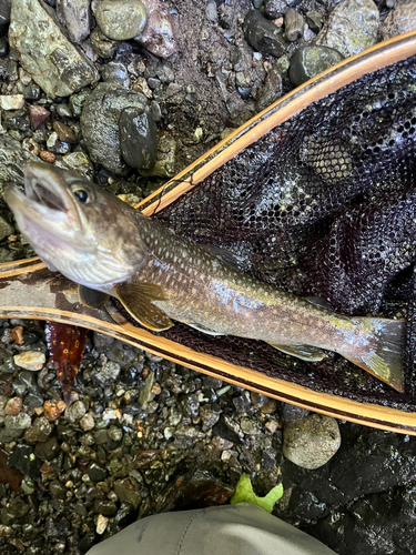 イワナの釣果