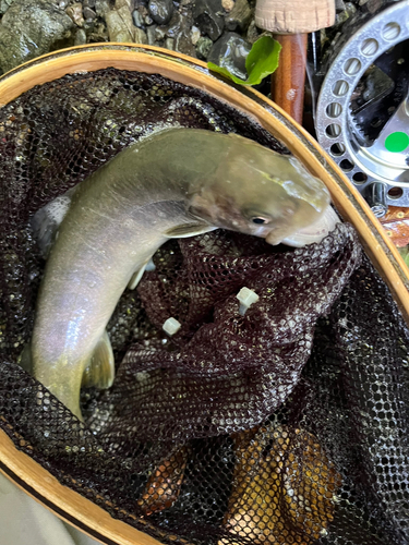 イワナの釣果