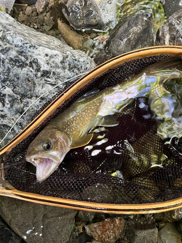 イワナの釣果