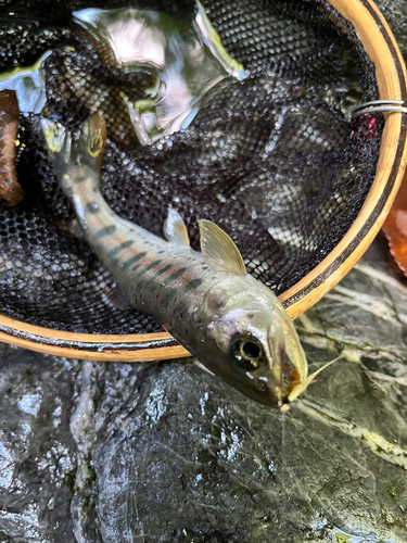 ヤマメの釣果