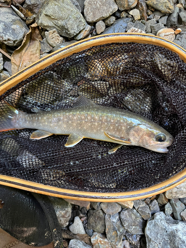 イワナの釣果