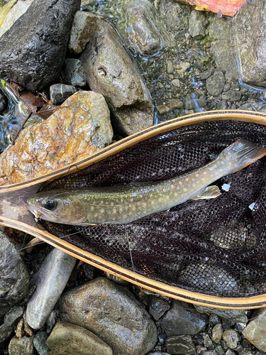 イワナの釣果