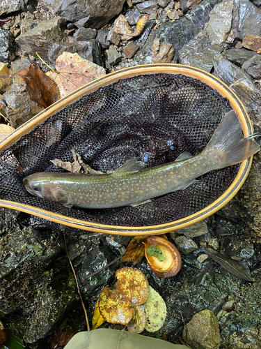 イワナの釣果