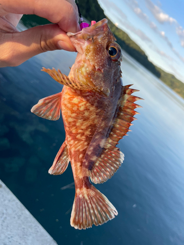 アラカブの釣果