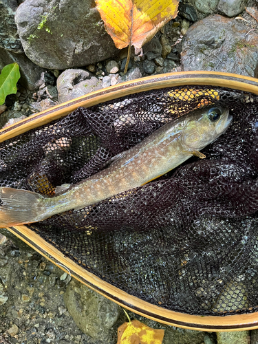 イワナの釣果