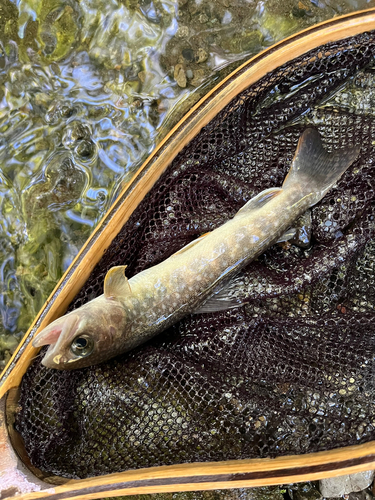 イワナの釣果