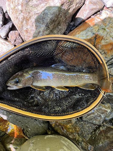 イワナの釣果