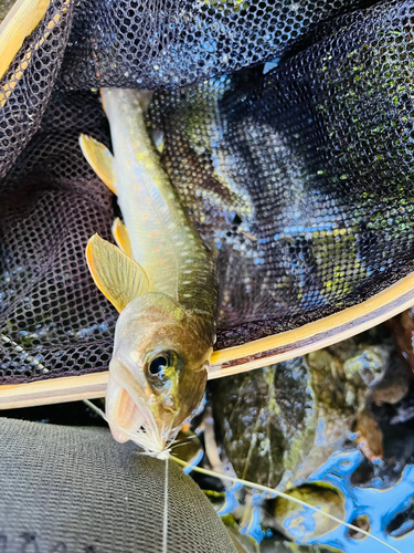 イワナの釣果