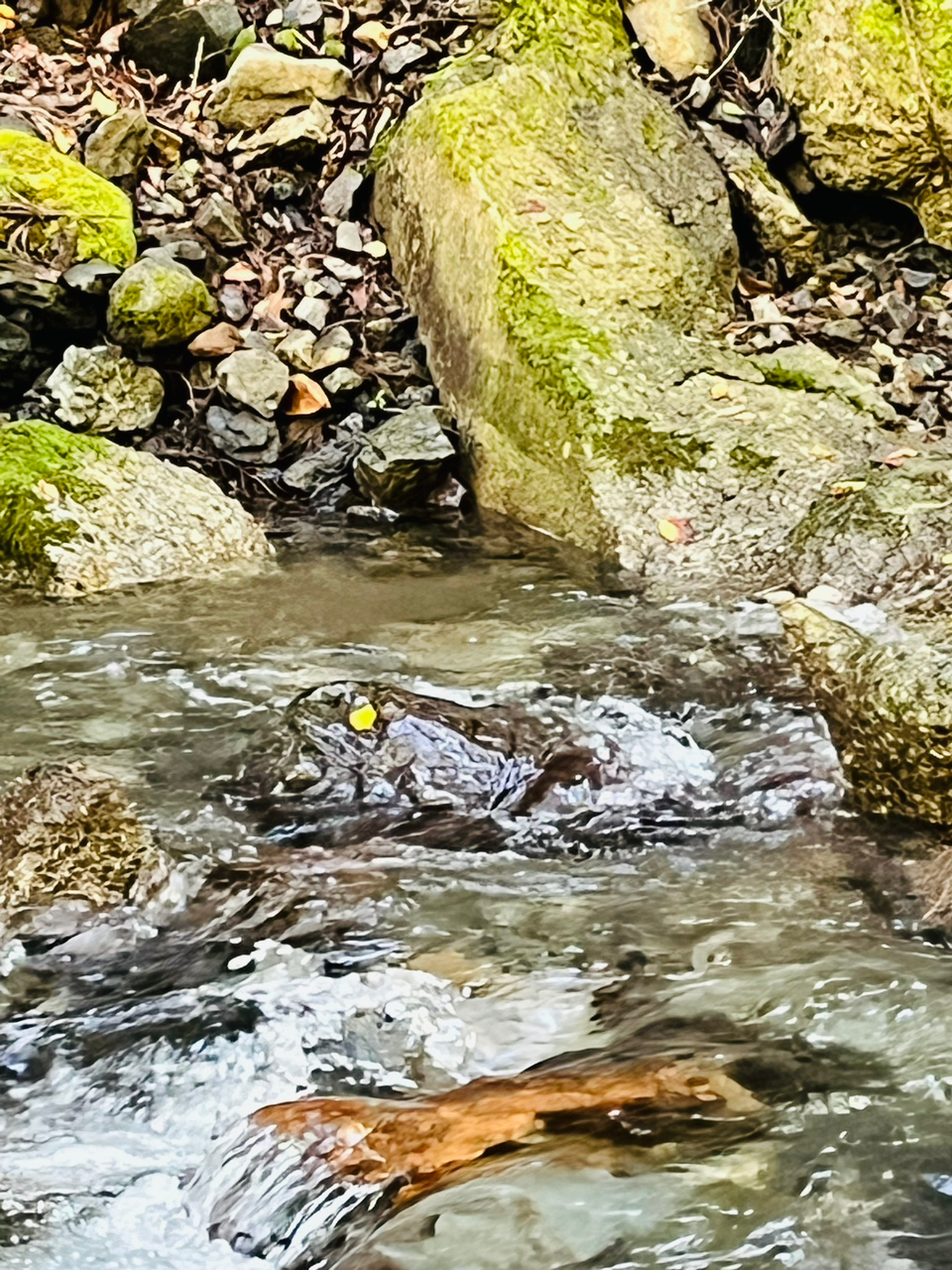 イワナ