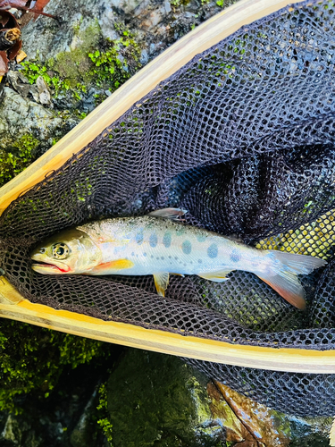 ヤマメの釣果