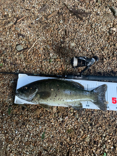 スモールマウスバスの釣果