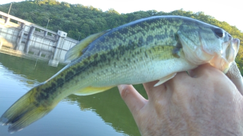 ラージマウスバスの釣果