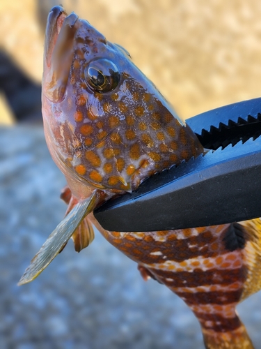 アコウの釣果