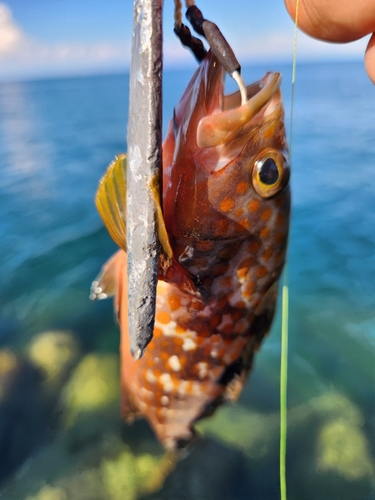 アコウの釣果