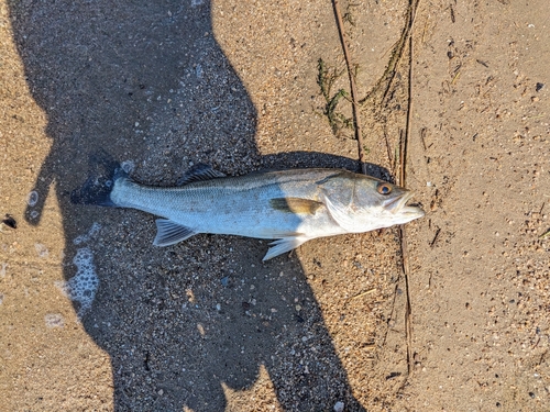 スズキの釣果