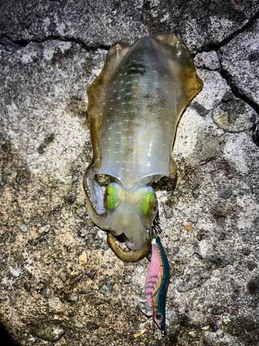 アオリイカの釣果