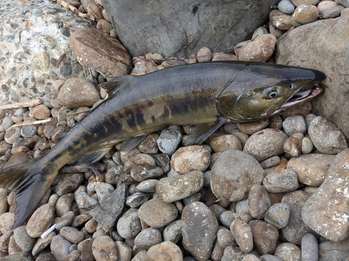 アキアジの釣果