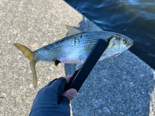 コノシロの釣果