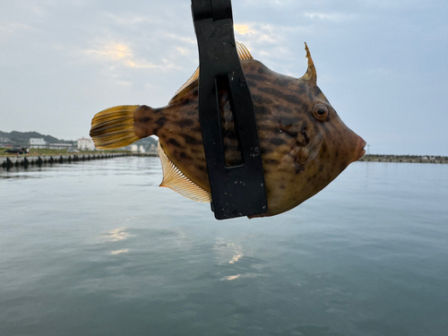 カワハギの釣果