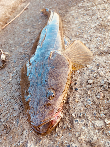 マゴチの釣果