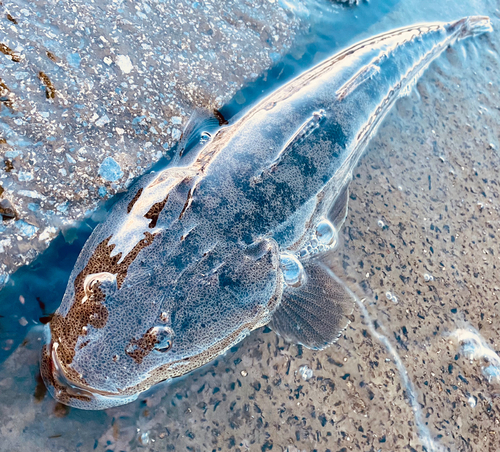 マゴチの釣果