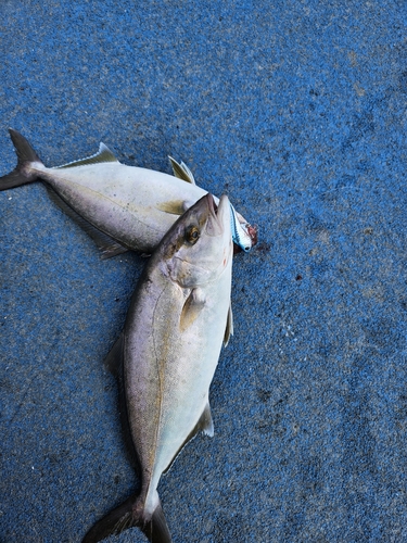 ショゴの釣果