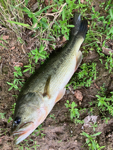 ブラックバスの釣果