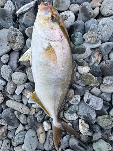 ショゴの釣果