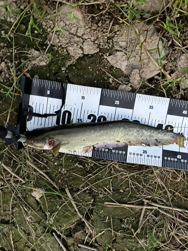 ナマズの釣果