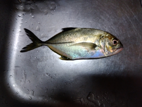 ショゴの釣果