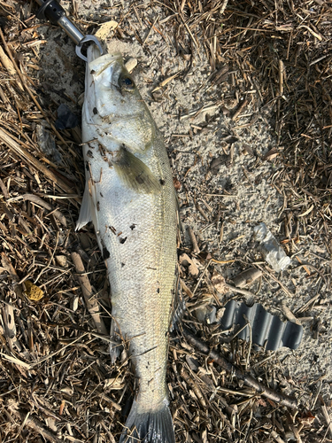 スズキの釣果