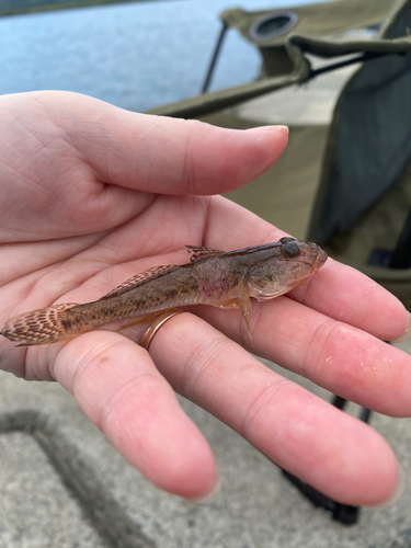 ハゼの釣果