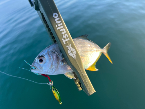 メッキの釣果