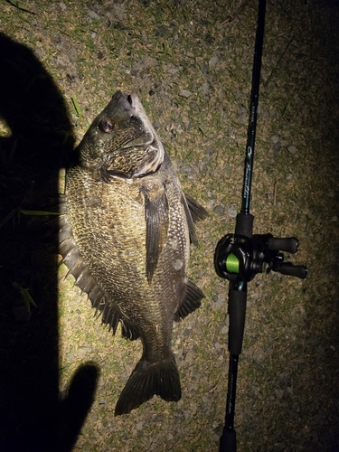 チヌの釣果