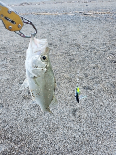 セイゴ（マルスズキ）の釣果