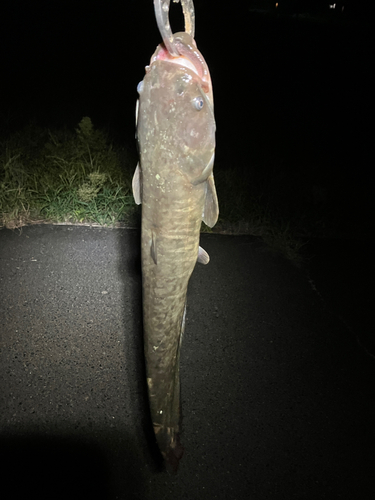 マナマズの釣果