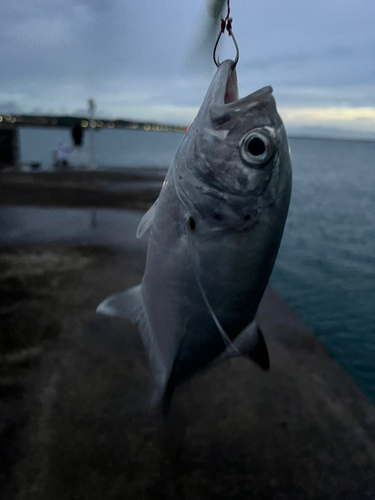 ガーラの釣果