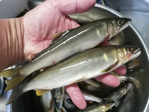 アユの釣果